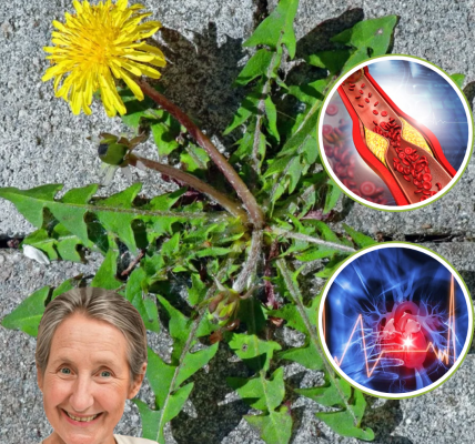 🌼 Unlock the Hidden Power of Dandelions: Nature’s Secret to Vibrant Health