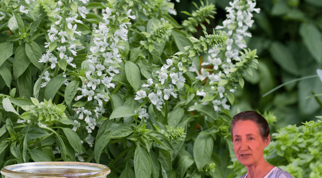 🌸 Basil Flowers: The Hidden Gem of Your Garden for Health, Flavor, and Beauty 🌸 Basil Flowers: The Hidden Gem of Your Garden for Health, Flavor, and Beauty