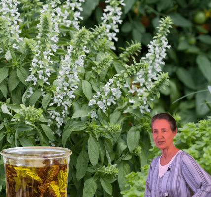 🌸 Basil Flowers: The Hidden Gem of Your Garden for Health, Flavor, and Beauty 🌸 Basil Flowers: The Hidden Gem of Your Garden for Health, Flavor, and Beauty