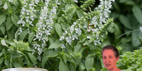 🌸 Basil Flowers: The Hidden Gem of Your Garden for Health, Flavor, and Beauty