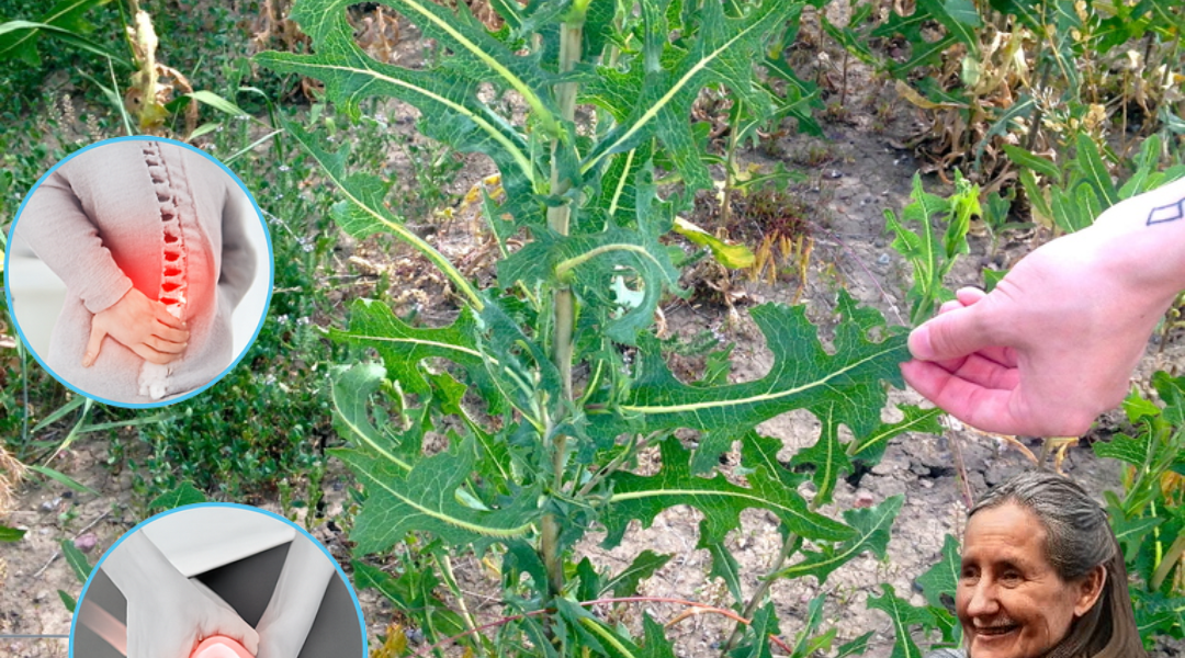 šæ The Secret Power of Wild Lettuce Sap: Natureās Hidden Remedy for Pain, Stress, and Sleep šæ The Secret Power of Wild Lettuce Sap: Natureās Hidden Remedy for Pain, Stress, and Sleep