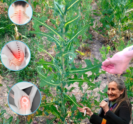 🌿 The Secret Power of Wild Lettuce Sap: Nature’s Hidden Remedy for Pain, Stress, and Sleep 🌿 The Secret Power of Wild Lettuce Sap: Nature’s Hidden Remedy for Pain, Stress, and Sleep