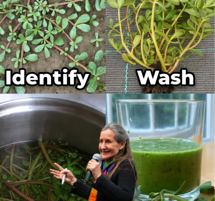 Purslane: The Humble Weed That Could Transform Your Health with 30 Astonishing Benefits Purslane: The Humble Weed That Could Transform Your Health with 30 Astonishing Benefits