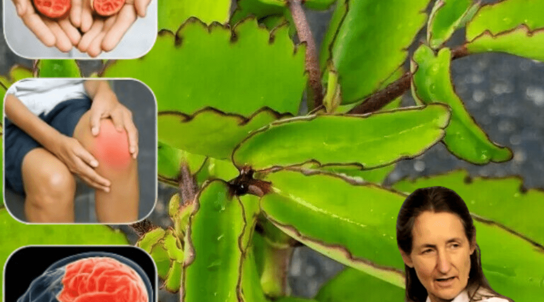 đż Unlock the Power of the Miracle Leaf: Bryophyllum Calycinumâs Life-Changing Benefits đż Unlock the Power of the Miracle Leaf: Bryophyllum Calycinumâs Life-Changing Benefits