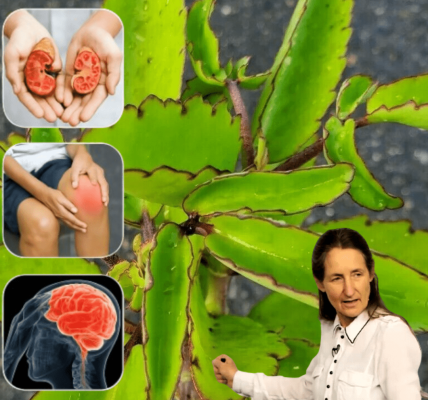 šæ Unlock the Power of the Miracle Leaf: Bryophyllum Calycinumās Life-Changing Benefits šæ Unlock the Power of the Miracle Leaf: Bryophyllum Calycinumās Life-Changing Benefits