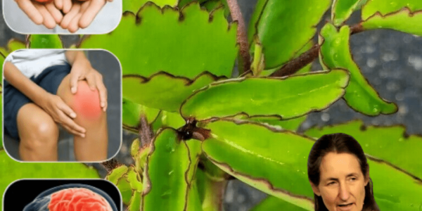 🌿 Unlock the Power of the Miracle Leaf: Bryophyllum Calycinum’s Life-Changing Benefits 🌿 Unlock the Power of the Miracle Leaf: Bryophyllum Calycinum’s Life-Changing Benefits