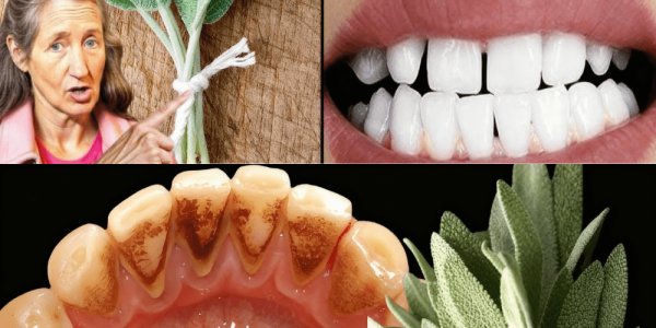 How Sage Leaves Naturally Banish Tartar and Brighten Your Teeth 🌿✨ How Sage Leaves Naturally Banish Tartar and Brighten Your Teeth 🌿✨