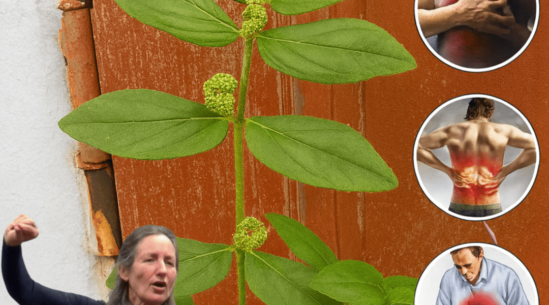 🌿 Euphorbia Hirta: Unveiling the Hidden Power of the Asthma Plant 🌿 Euphorbia Hirta: Unveiling the Hidden Power of the Asthma Plant
