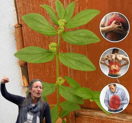 🌿 Euphorbia Hirta: Unveiling the Hidden Power of the Asthma Plant 🌿 Euphorbia Hirta: Unveiling the Hidden Power of the Asthma Plant