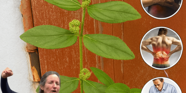 🌿 Euphorbia Hirta: Unveiling the Hidden Power of the Asthma Plant 🌿 Euphorbia Hirta: Unveiling the Hidden Power of the Asthma Plant