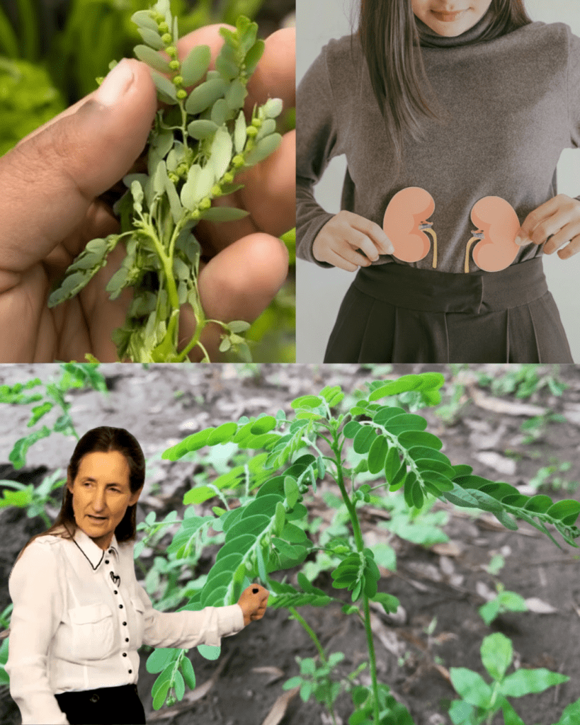 This image has an empty alt attribute; its file name is dhgvf-14-819x1024.png