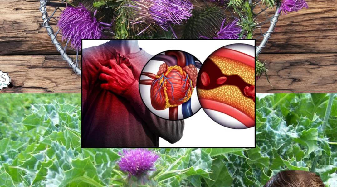 šæ The Hidden Treasure in Your Yard: Milk Thistleās Secret Health Powers Revealed šæ The Hidden Treasure in Your Yard: Milk Thistleās Secret Health Powers Revealed