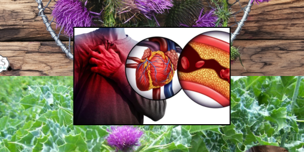 šæ The Hidden Treasure in Your Yard: Milk Thistleās Secret Health Powers Revealed šæ The Hidden Treasure in Your Yard: Milk Thistleās Secret Health Powers Revealed