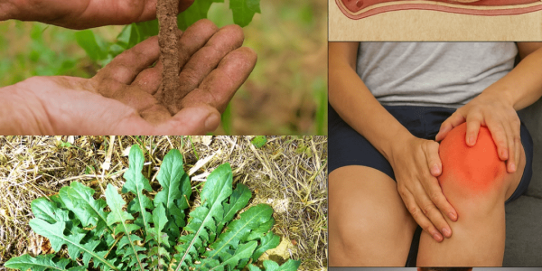 18 Astonishing Reasons to Embrace This Healing Powerhouse 18 Astonishing Reasons to Embrace This Healing Powerhouse