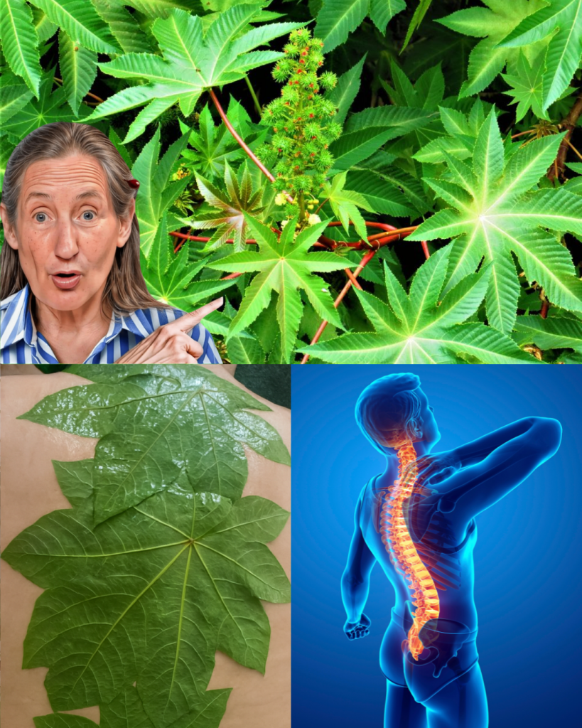 This image has an empty alt attribute; its file name is dhgvf-30-819x1024.png