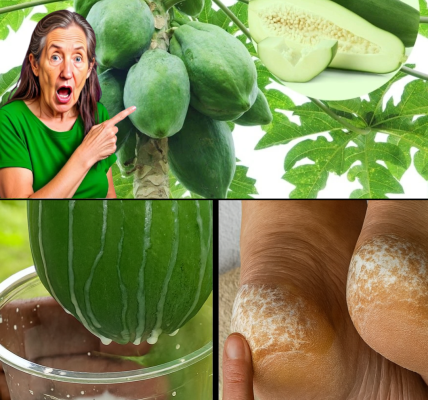 🥭 Heal Cracked Heels Fast: The Astonishing Power of Papaya Sap Revealed 🥭 Heal Cracked Heels Fast: The Astonishing Power of Papaya Sap Revealed