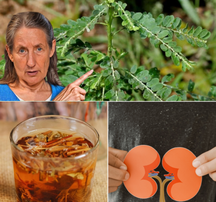 🌿 The Hidden Power of the “Stone Breaker”: Why This Unassuming Plant Could Revolutionize Your Health Journey 🌿 The Hidden Power of the “Stone Breaker”: Why This Unassuming Plant Could Revolutionize Your Health Journey