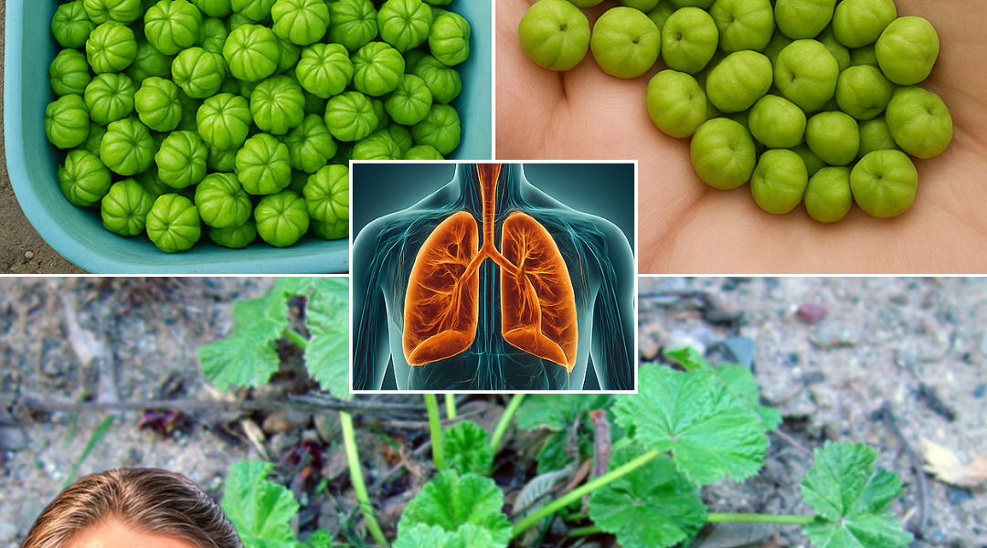 🌿 Unlock Nature’s Hidden Gem: The Astonishing Health Benefits of Common Mallow 🌿 Unlock Nature’s Hidden Gem: The Astonishing Health Benefits of Common Mallow