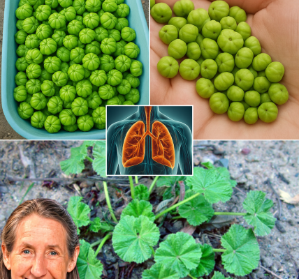 🌿 Unlock Nature’s Hidden Gem: The Astonishing Health Benefits of Common Mallow 🌿 Unlock Nature’s Hidden Gem: The Astonishing Health Benefits of Common Mallow