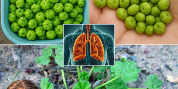 🌿 Unlock Nature’s Hidden Gem: The Astonishing Health Benefits of Common Mallow 🌿 Unlock Nature’s Hidden Gem: The Astonishing Health Benefits of Common Mallow