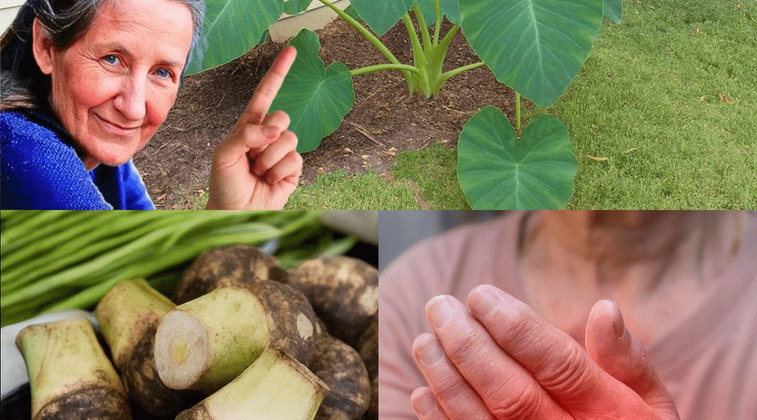 The Ancient Root That’s Hiding Superpowers on Your Plate The Ancient Root That’s Hiding Superpowers on Your Plate