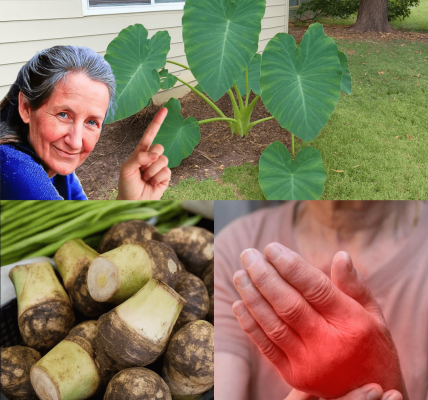 The Ancient Root That’s Hiding Superpowers on Your Plate The Ancient Root That’s Hiding Superpowers on Your Plate