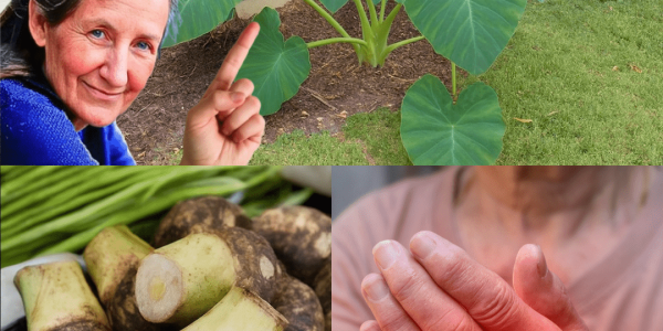 The Ancient Root That’s Hiding Superpowers on Your Plate The Ancient Root That’s Hiding Superpowers on Your Plate