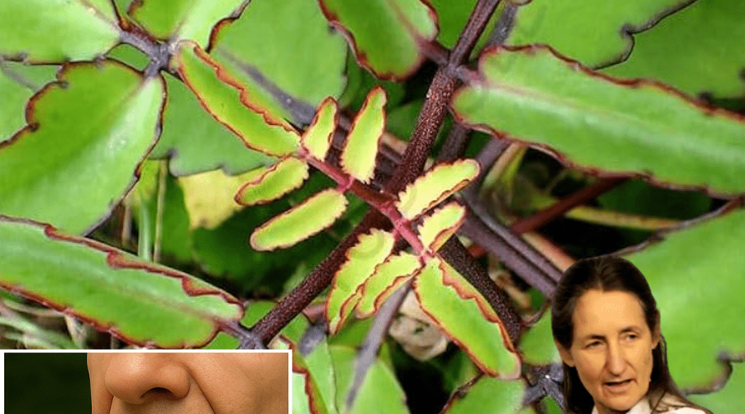 Unlock the Power of Leaf of Life Unlock the Power of Leaf of Life