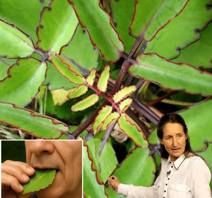 Unlock the Power of Leaf of Life Unlock the Power of Leaf of Life