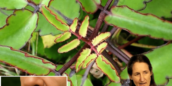 Unlock the Power of Leaf of Life Unlock the Power of Leaf of Life