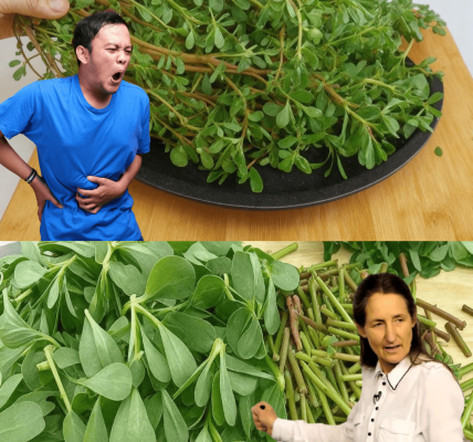 Your Garden’s Unsung Hero Your Garden’s Unsung Hero