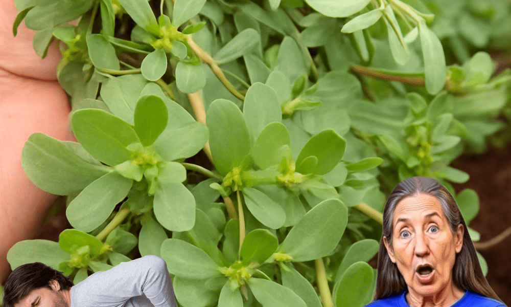 šæ Natureās Overlooked Superstar: Unlock the Astonishing Health Benefits of Purslane šæ Natureās Overlooked Superstar: Unlock the Astonishing Health Benefits of Purslane