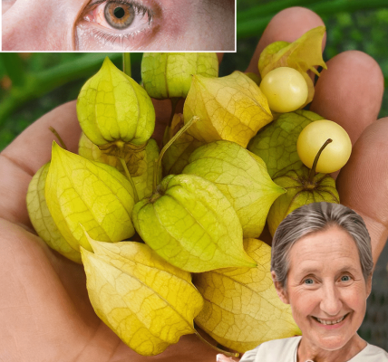 🌟 The Secret Superfruit You’ve Been Missing: Why Physalis (Uchúva) Could Transform Your Health Overnight 🌟 The Secret Superfruit You’ve Been Missing: Why Physalis (Uchúva) Could Transform Your Health Overnight