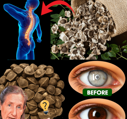 🌳 The Billion Dollar Secret: 12 Moringa Seed Benefits Your Doctor Will Never Mention 🌳 The Billion Dollar Secret: 12 Moringa Seed Benefits Your Doctor Will Never Mention