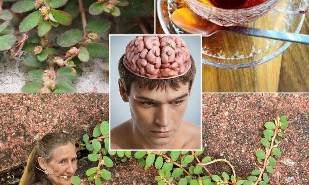 🌿 Euphorbia Thymifolia: The Roadside Weed Revolutionizing Natural Healing 🌿 Euphorbia Thymifolia: The Roadside Weed Revolutionizing Natural Healing