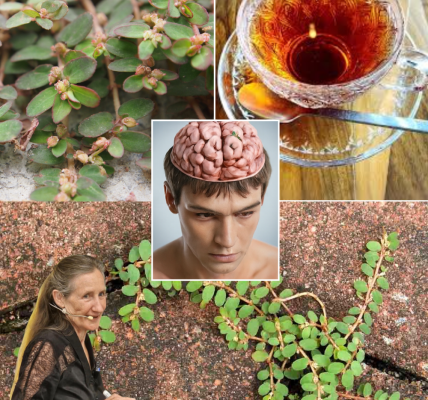 🌿 Euphorbia Thymifolia: The Roadside Weed Revolutionizing Natural Healing 🌿 Euphorbia Thymifolia: The Roadside Weed Revolutionizing Natural Healing