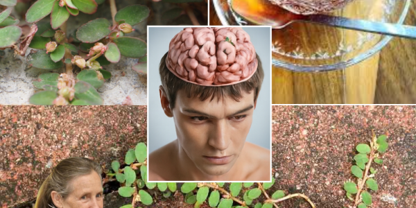 🌿 Euphorbia Thymifolia: The Roadside Weed Revolutionizing Natural Healing 🌿 Euphorbia Thymifolia: The Roadside Weed Revolutionizing Natural Healing