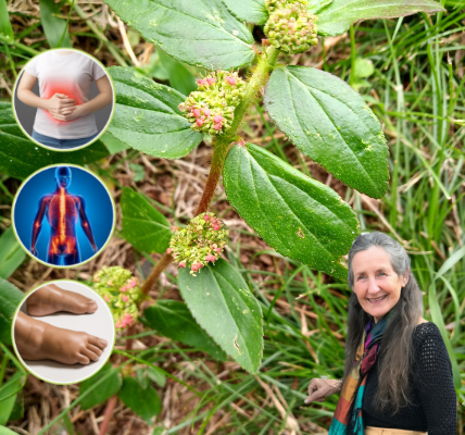 🌿 The Asthma Plant’s Astonishing Secrets: 17 Life-Changing Benefits of Euphorbia Hirta Revealed! 🌿 The Asthma Plant’s Astonishing Secrets: 17 Life-Changing Benefits of Euphorbia Hirta Revealed!