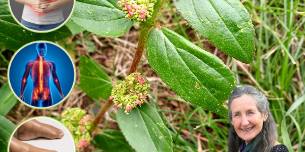 🌿 The Asthma Plant’s Astonishing Secrets: 17 Life-Changing Benefits of Euphorbia Hirta Revealed! 🌿 The Asthma Plant’s Astonishing Secrets: 17 Life-Changing Benefits of Euphorbia Hirta Revealed!