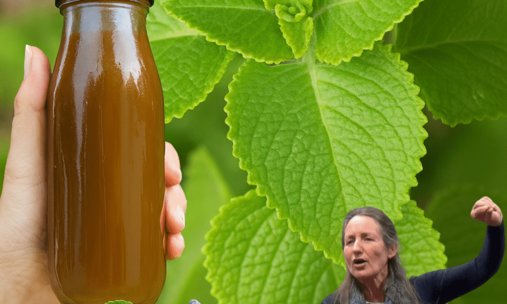 🌿 Oregano’s Hidden Magic: Unlock Crystal-Clear Vision with This Kitchen Superhero! 🌿 Oregano’s Hidden Magic: Unlock Crystal-Clear Vision with This Kitchen Superhero!