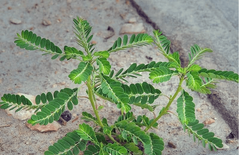 This image has an empty alt attribute; its file name is image-2.png