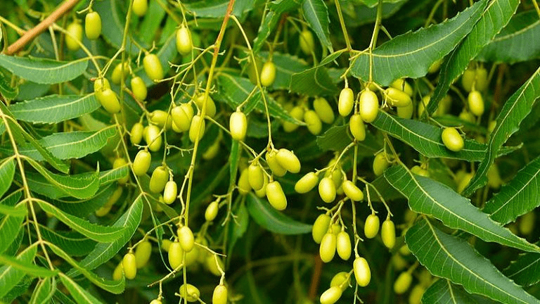 This image has an empty alt attribute; its file name is image.png