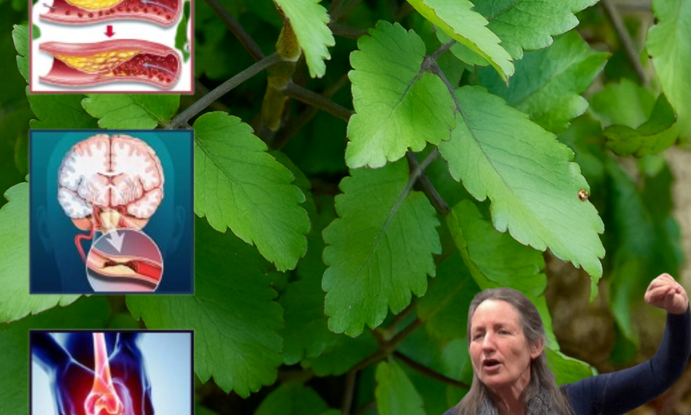 šæ 18 Powerful Reasons to Grow Kalanchoe in Your Garden (Every Home Needs This Plant!) šæ 18 Powerful Reasons to Grow Kalanchoe in Your Garden (Every Home Needs This Plant!)