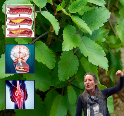 đż 18 Powerful Reasons to Grow Kalanchoe in Your Garden (Every Home Needs This Plant!) đż 18 Powerful Reasons to Grow Kalanchoe in Your Garden (Every Home Needs This Plant!)