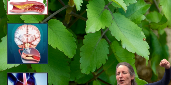 🌿 18 Powerful Reasons to Grow Kalanchoe in Your Garden (Every Home Needs This Plant!)