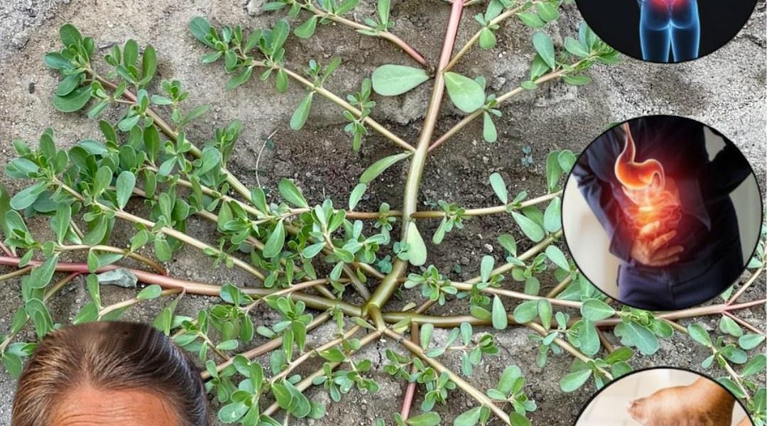 🌿 Why Purslane Is the Ultimate Superfood You Need in Your Garden Now 🌿 Why Purslane Is the Ultimate Superfood You Need in Your Garden Now