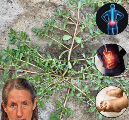 🌿 Why Purslane Is the Ultimate Superfood You Need in Your Garden Now 🌿 Why Purslane Is the Ultimate Superfood You Need in Your Garden Now