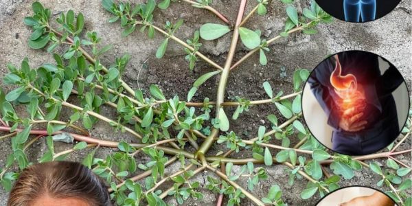 🌿 Why Purslane Is the Ultimate Superfood You Need in Your Garden Now 🌿 Why Purslane Is the Ultimate Superfood You Need in Your Garden Now