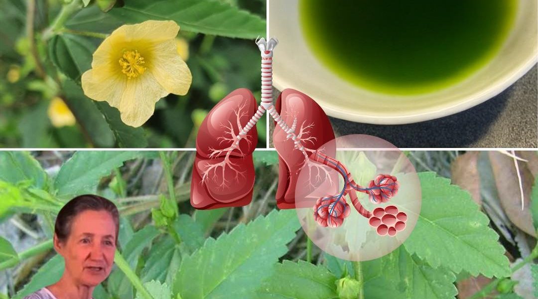 Nature’s Secret Weapon for Wellness Nature’s Secret Weapon for Wellness