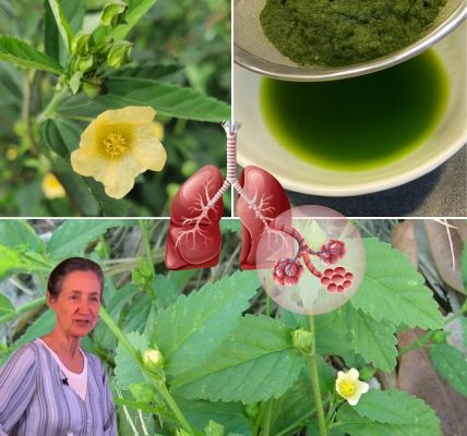 Nature’s Secret Weapon for Wellness Nature’s Secret Weapon for Wellness